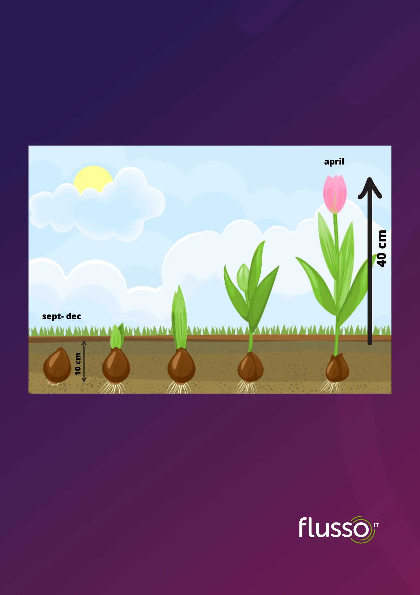 Groeischema van een tulpenbol: planten tussen september en december op tien centimeter diepte, bloei in april op veertig centimeter hoogte